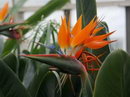 مرغ بهشتی,استرلیتزیا نارنجی,crane flower
